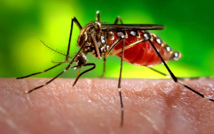 La República Srpska registra la segunda muerte por dengue en 2024