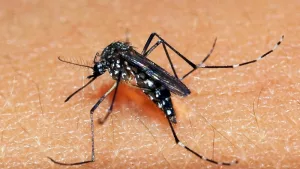 Rio Grande do Sul chega à nona morte por dengue em 2023