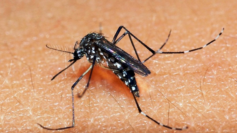 Verão é a época do ano mais propícia para a circulação do Aedes aegypti. Foto: Arquivo Palácio Piratini