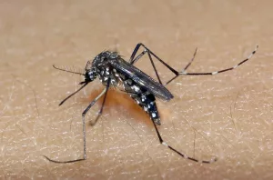 RS registra 31 mortes por dengue em 2023