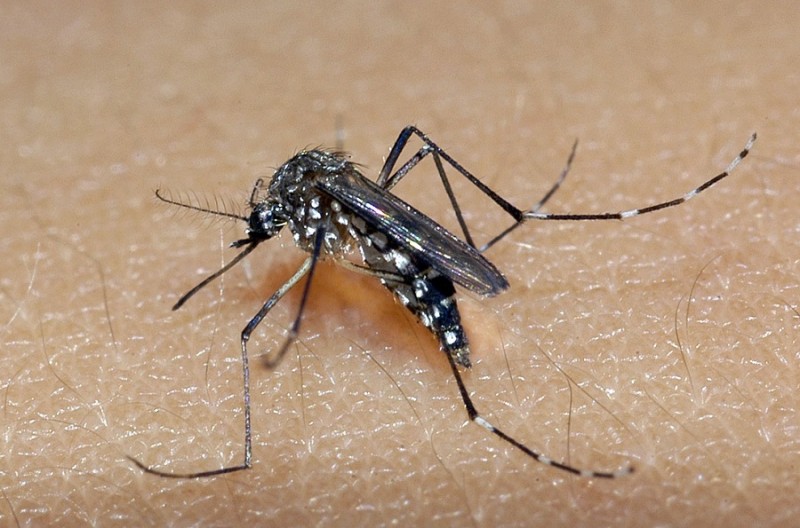 Mosquito Aedes aegypti é o transmissor da dengue, zika e chikungunya. Foto: Divulgação/SES
