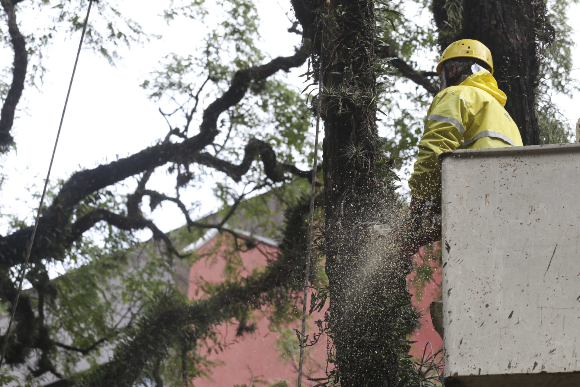 Equipes removendo árvore com risco de queda na Praça Dom Feliciano. Foto: Luciano Lanes/PMPA