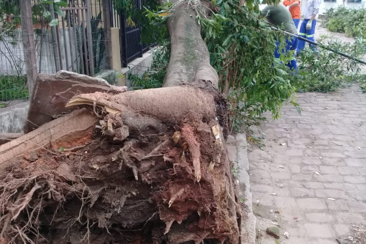 Árvore caiu no bairro Santo Inácio em Santa Cruz do Sul. Foto: Divulgação/Defesa Civil