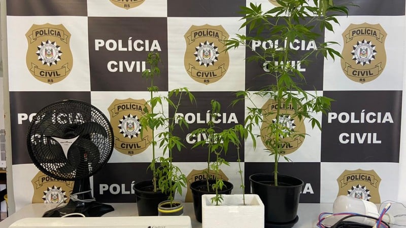 Pés de maconha apreendidos pela polícia. Foto: Divulgação/Polícia Civil