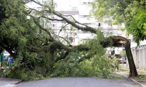 Árvore caída por causa de vendaval (vento forte) em Porto Alegre
