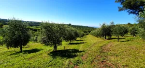Aumenta produção de azeite de oliva no RS