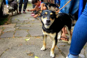 Prefeitura de Porto Alegre abre inscrições para castração gratuita de animais