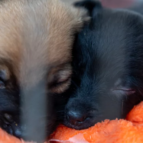 Dois filhotes de cachorro dormindo. Um preto e o outro amarelo