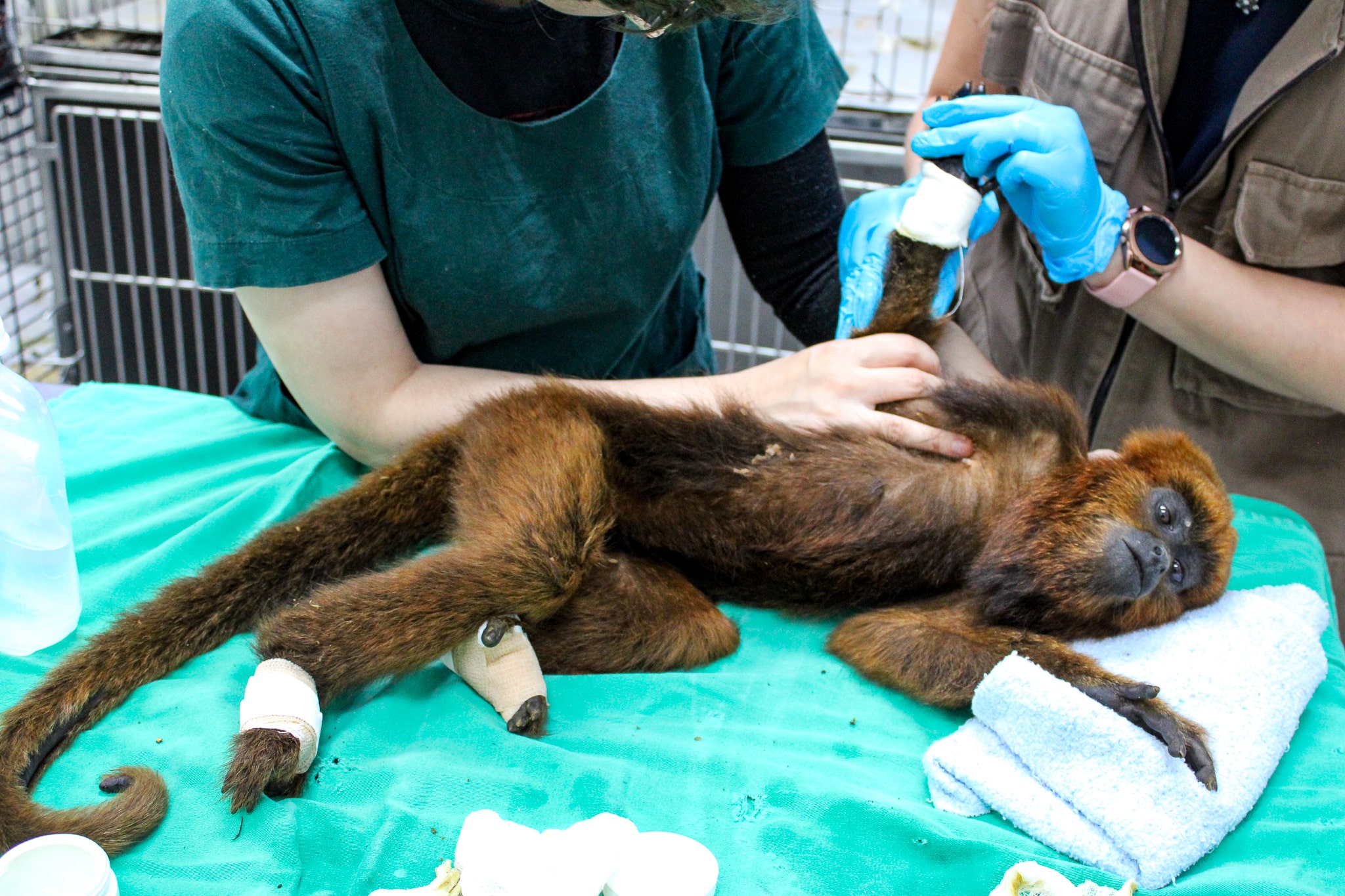 Fêmea de bugio-ruivo é avaliada por dois médicos. Ela está deitada sobre um pano verde. Nas patas, estão ataduras por causa dos ferimentos que o animal sofreu.