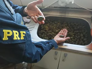 Policiais resgatam mais de mil filhotes de tartaruga em Torres