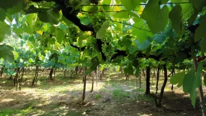 Suco de uva e espumantes registram aumento na safra vitivinícola