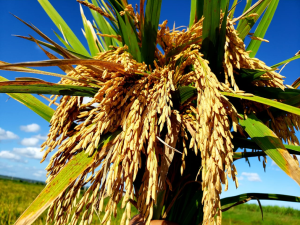 Agricultores gaúchos enfrentam desafios climáticos para o início da safra de arroz